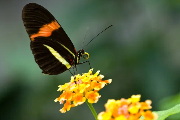 Постманський Тропічний Метелик — стокове фото