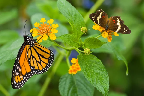 Farfalla Monarca Lantana Camara — Foto Stock