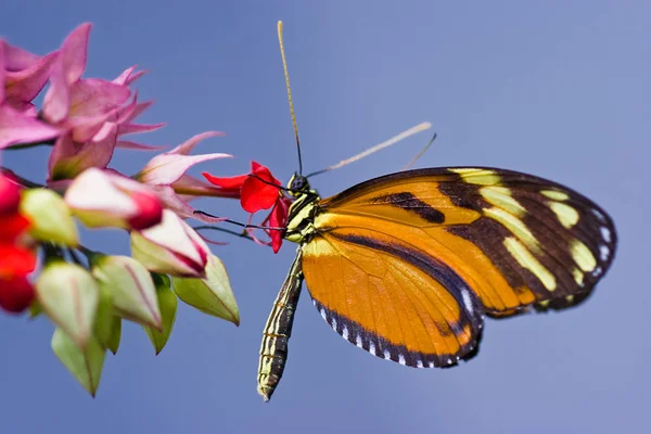 Тропічний Метелик Ismenius Tiger — стокове фото