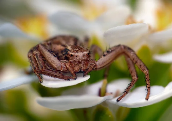 Αράχνη Καβούρι Έντομο Άγρια Ζωή — Φωτογραφία Αρχείου