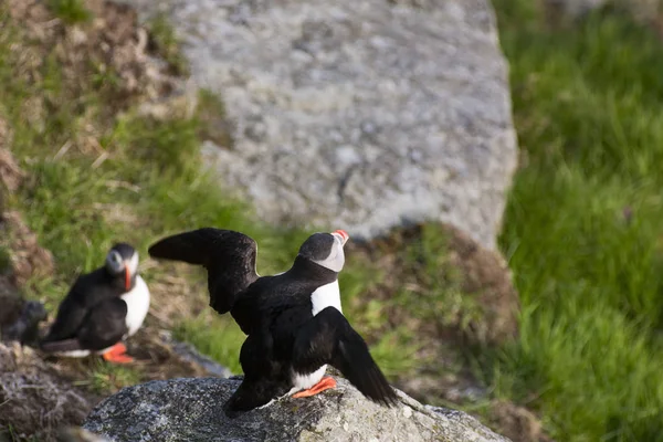 Schilderachtig Uitzicht Prachtige Papegaaiduiker Natuur — Stockfoto