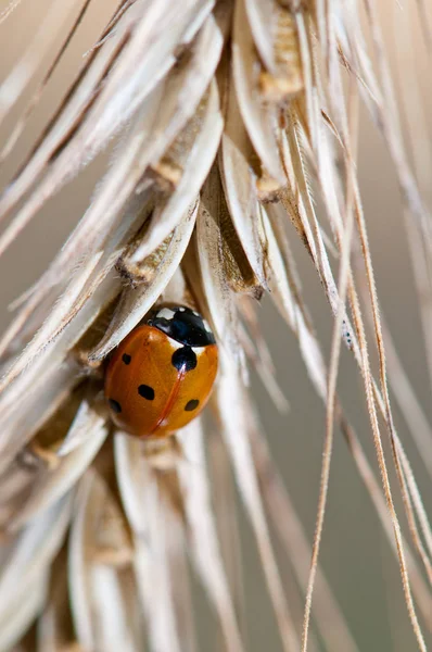 Visão Close Pequeno Inseto Ladybird — Fotografia de Stock