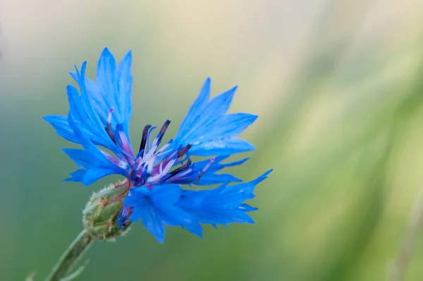 Vista Panorámica Hermosa Flor Aciano — Foto de Stock