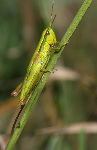 Grasshopper Insect Invertebrate Bug — Stock Photo, Image