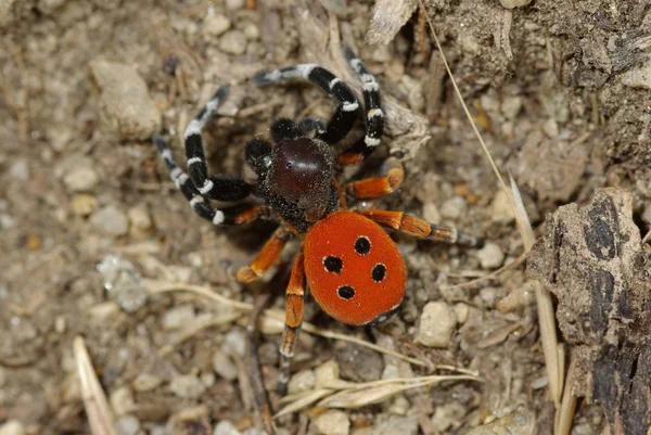 Araña Espeluznante Insecto Aterrador — Foto de Stock