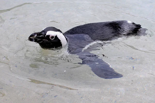 Afrikaanse Pinguïn Pinguïn Dier Natuur Fauna — Stockfoto