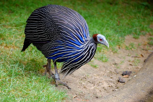 Vista Panorámica Hermoso Pájaro Naturaleza — Foto de Stock