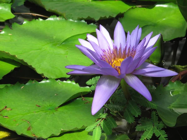 Water Lily Flower Petals Aquatic Plant — Stock Photo, Image