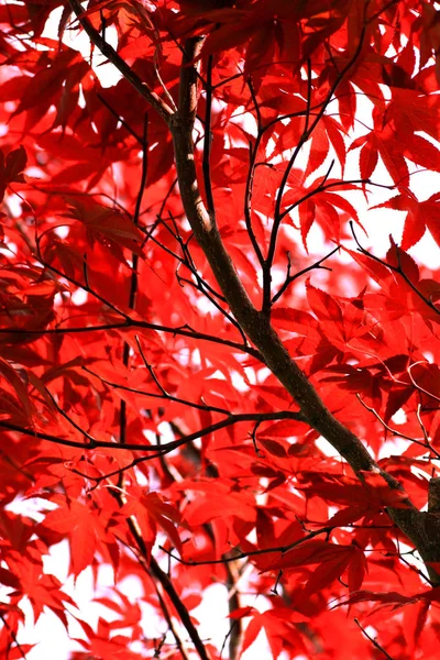 Fall Season Leaves Autumn Foliage — Stock Photo, Image