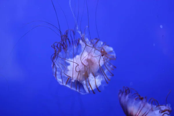 Medusas Acuáticas Mar Submarino Criatura Vida Marina —  Fotos de Stock