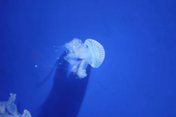 Medusas Acuáticas Mar Submarino Criatura Vida Marina —  Fotos de Stock