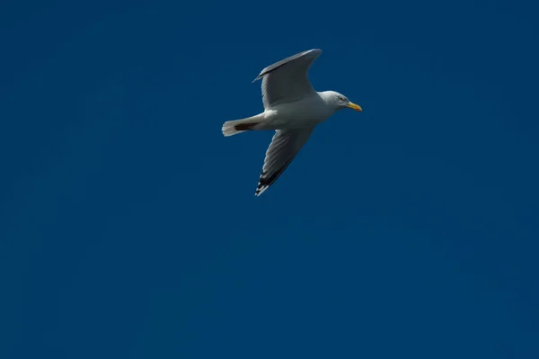 Vista Panorâmica Belas Aves Gaivotas Natureza — Fotografia de Stock