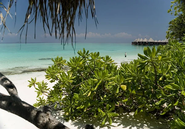 Île Makunudu Aux Maldives — Photo