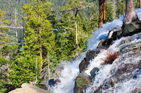 Örnen Faller Ner Sjön Tahoe — Stockfoto