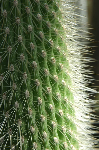 Pianta Cactus Pianta Botanica Con Spine — Foto Stock