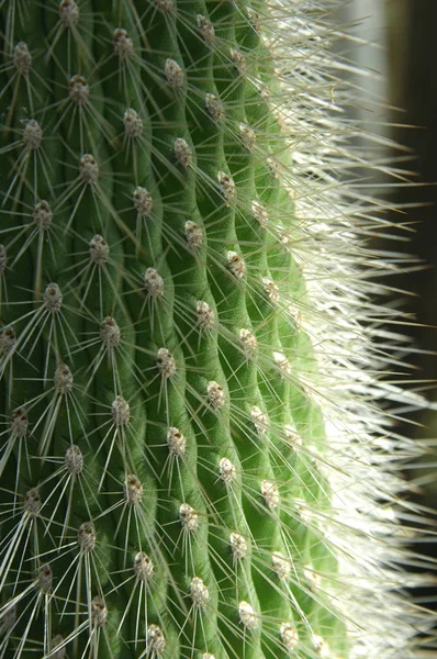 サボテン植物とげのある植物 — ストック写真