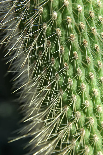 Kaktusväxt Botanisk Växt Med Taggar — Stockfoto