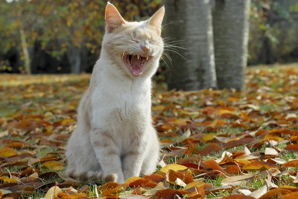 Porträt Einer Süßen Katze — Stockfoto