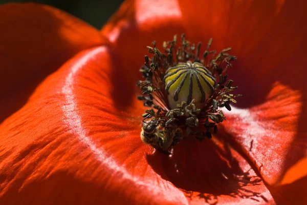 Polen Cosecha Abejas Flor Adormidera Roja —  Fotos de Stock