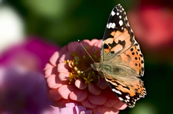 Painted Lady Open Wings — Stock Photo, Image