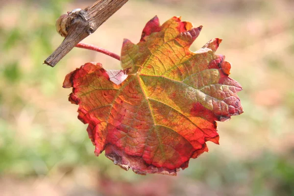 Rode Wijnstok Herfst — Stockfoto