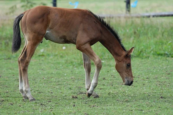 Mamífero Animal Cavalo Puro — Fotografia de Stock