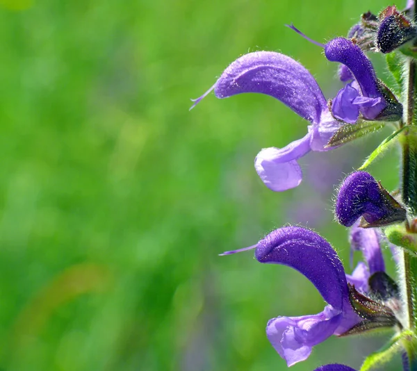 Meadow Sage One Most Beautiful Plants Our Roadsides Meadows Blue — Stock Photo, Image