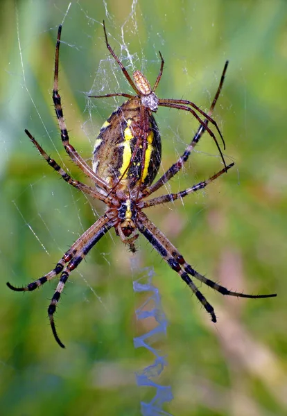 Emparelhamento Bruennichi Argiope Dimorfismo Sexual Com Machos Muito Pequenos Fêmeas — Fotografia de Stock