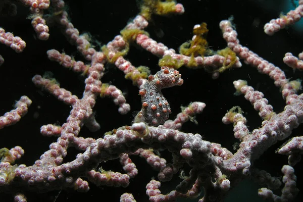 Pygmy Seahorses Gorgonia — Stock Photo, Image