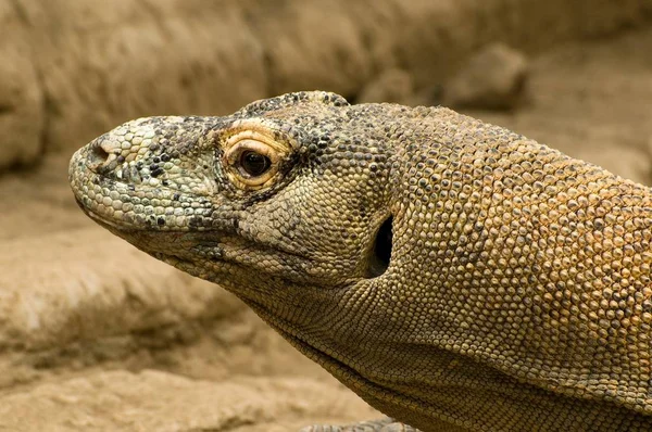 Egzotik Kertenkele Hayvan Iguana Sürüngeni — Stok fotoğraf