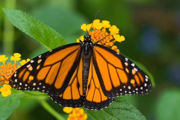 Farfalla Monarca Sulla Bandiera Spagnola — Foto Stock