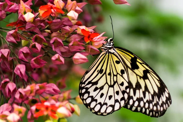 Papierdrachen Schmetterling — Stockfoto