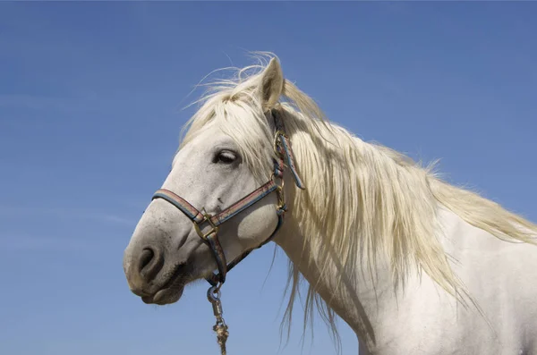 Bonito Cavalo Selvagem Natureza — Fotografia de Stock