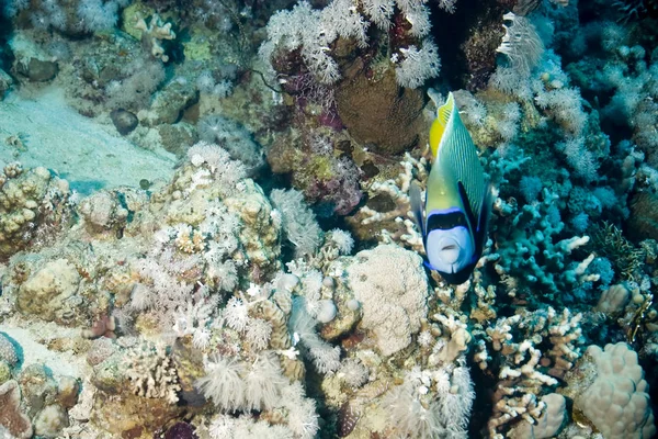 Vista Panorámica Del Mundo Submarino —  Fotos de Stock