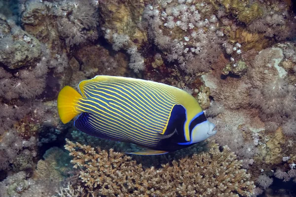 Fondo Pantalla Tema Marino Disparo Luz Del Día — Foto de Stock