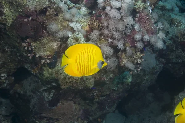 Vue Panoramique Sur Les Poissons Papillons Sous Eau — Photo