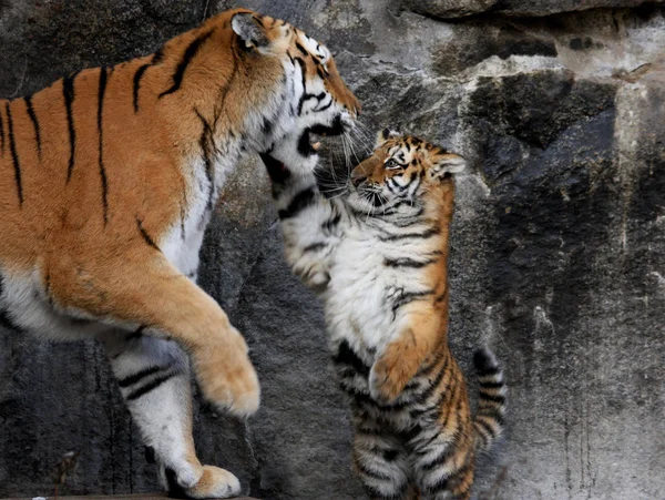 強力な捕食者ワイルドキャットストライプタイガー動物 — ストック写真