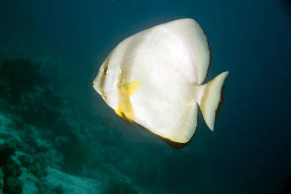 Scenic View Underwater World — Stock Photo, Image