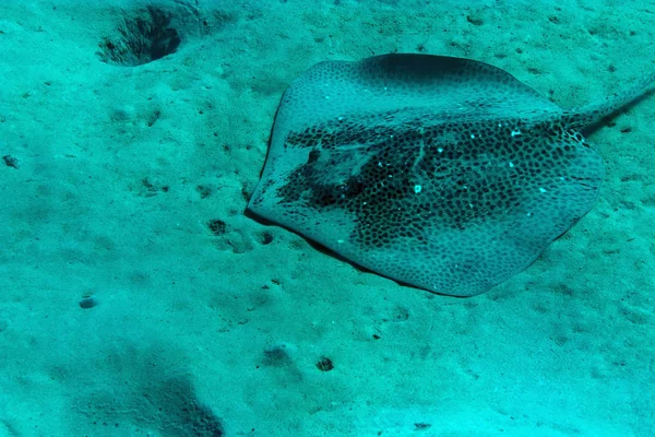 Fondo Pantalla Tema Marino Disparo Luz Del Día —  Fotos de Stock