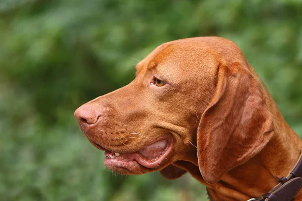 Magyar Vizsla Barna Kutya — Stock Fotó