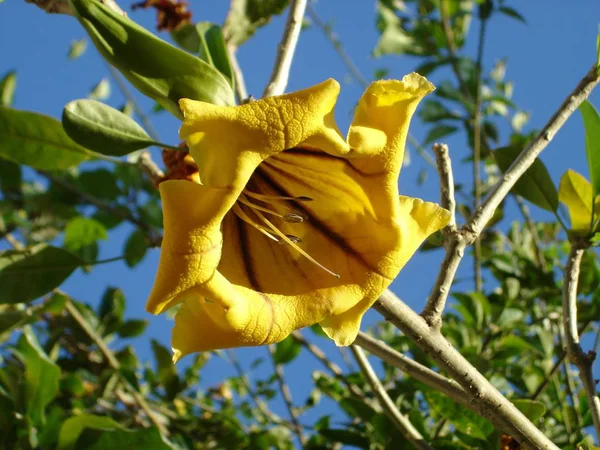 Exotic Blossom Bright Yellow Blue — Stockfoto