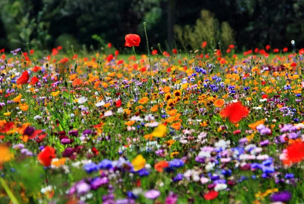 아름다운 꽃밭을 — 스톡 사진