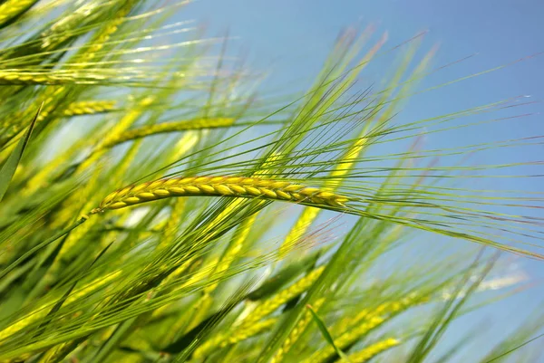 Культура Поле Растущей Пшеницей — стоковое фото