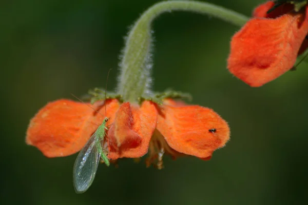 Vista Cerca Hermosas Flores Amapola Silvestre — Foto de Stock