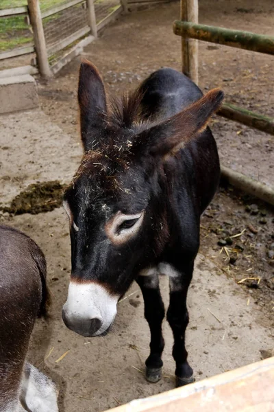 Νεαρός Καφέ Γάιδαρος Διάσωσης Ευτυχώς Grazin — Φωτογραφία Αρχείου