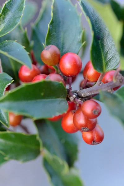 Kerstversiering Met Hulst Laat Een — Stockfoto