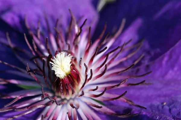 Красива Синя Квітка Ірису — стокове фото