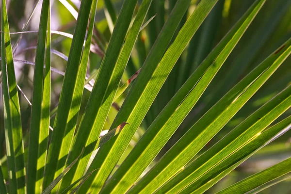 Структура Листа Зеленой Пальмы — стоковое фото