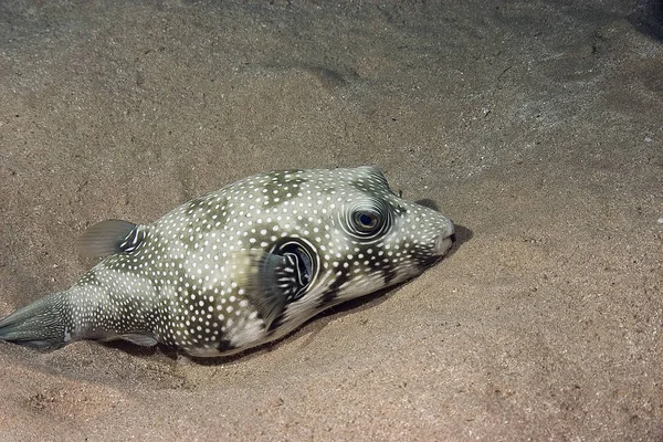 Underwater Photo Marine Life — Stock Photo, Image