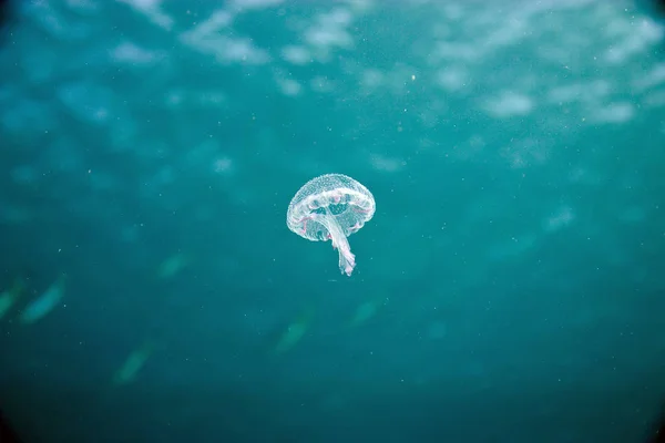 Meduzy Morze Podwodne Życie Morskie Stworzenie — Zdjęcie stockowe
